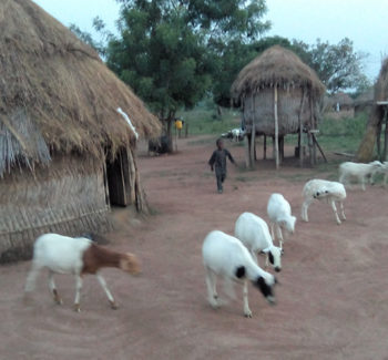 Pastoralist settlement at Eruwa